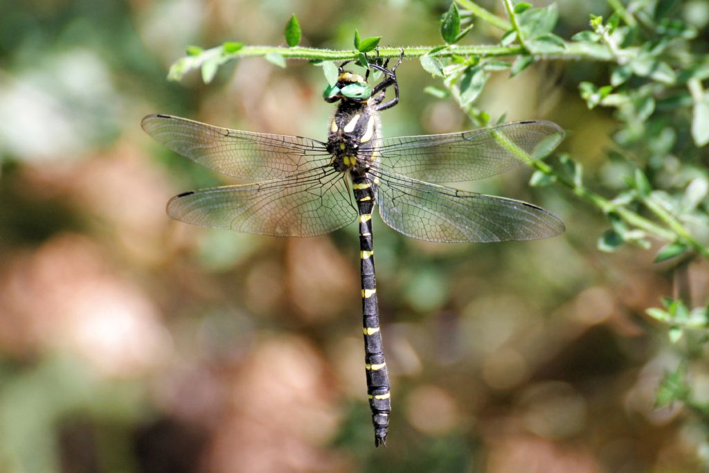 Cordulegaster bidentata?  S�, maschio